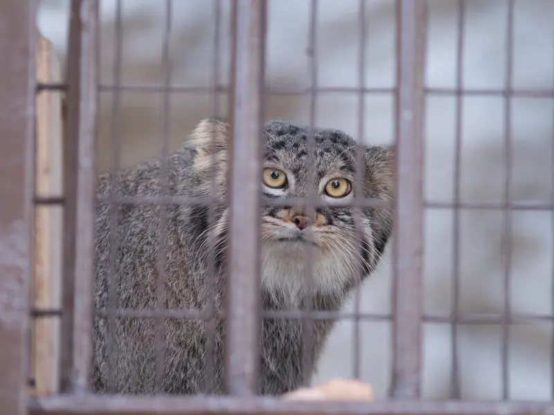 A photograph of Figa in Nogeyama Zoo