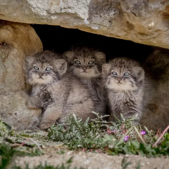 A photograph of Khutga in Port Lympne Wild Animal Park