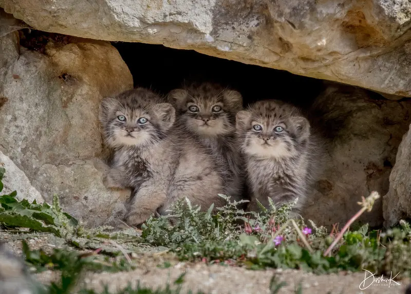 A photograph of Tuya, Bat-Erdene, and Khutga in Port Lympne Wild Animal Park