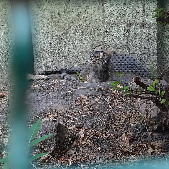 A photograph of Bohus in Budapest Zoo & Botanical Garden