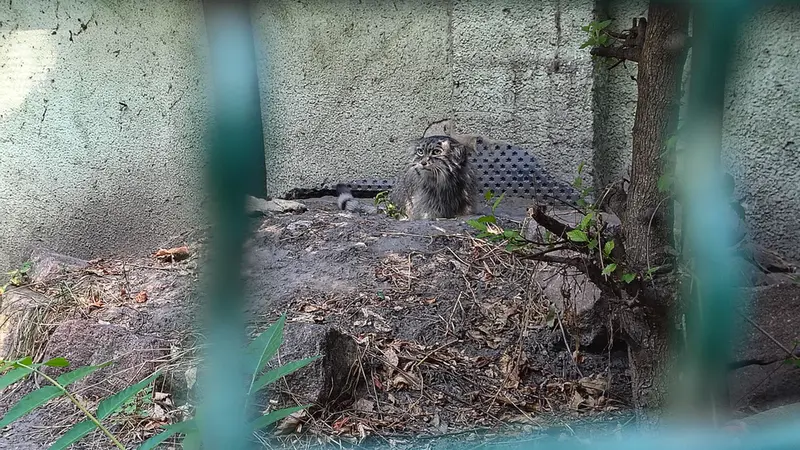 A photograph of Bohus in Budapest Zoo & Botanical Garden