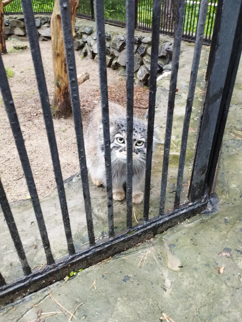 A photograph of a Pallas's cat in Novosibirsk Zoo