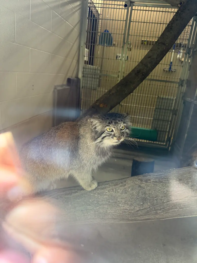 A photograph of a Pallas's cat