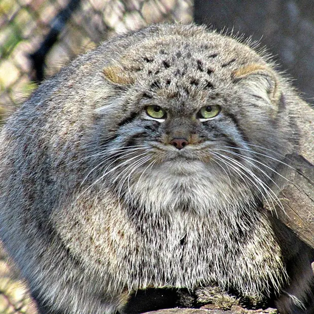 A photograph of a Pallas's cat in Novosibirsk Zoo