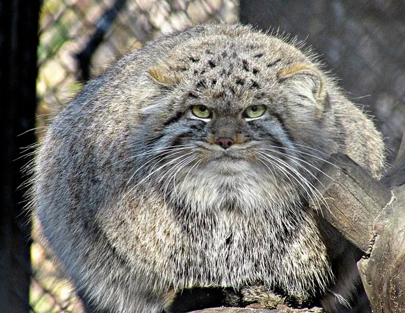 A photograph of a Pallas's cat in Novosibirsk Zoo