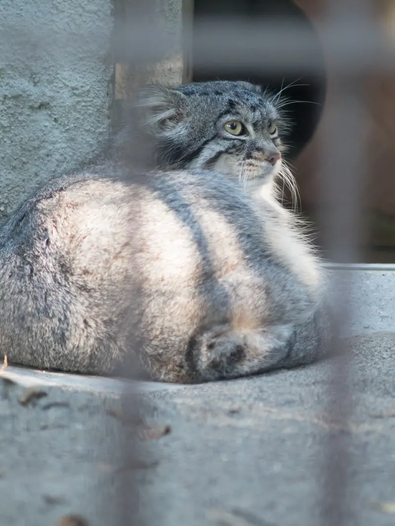 A photograph of Figa in Nogeyama Zoo