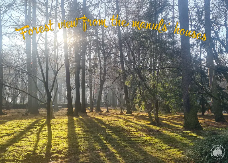 A photograph of a Pallas's cat