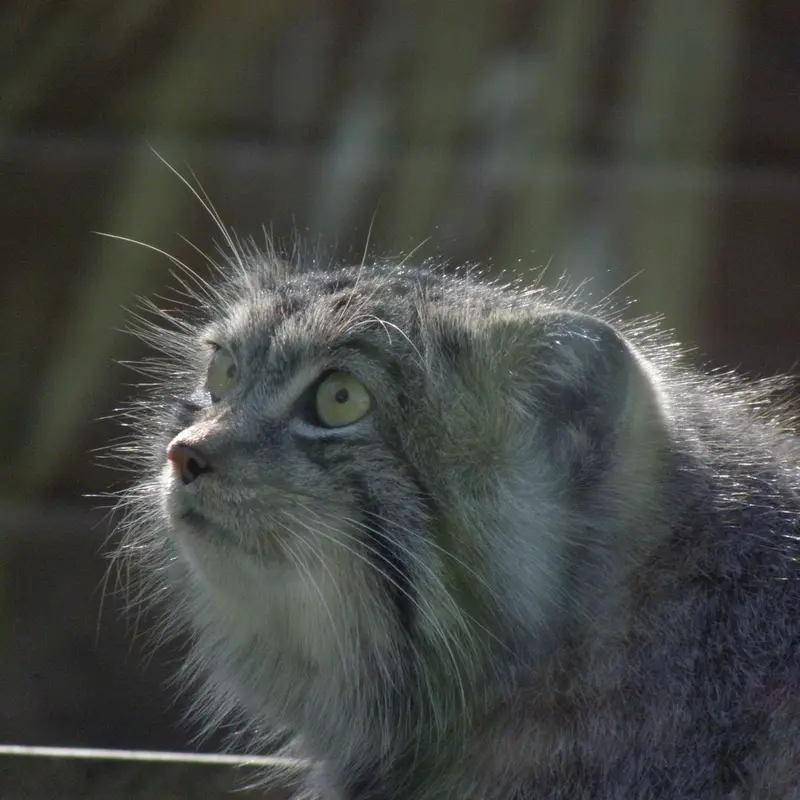 A photograph of a Pallas's cat in The Lakeland Wildlife Oasis