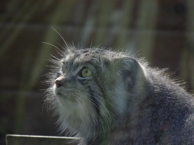 A photograph of a Pallas's cat in The Lakeland Wildlife Oasis