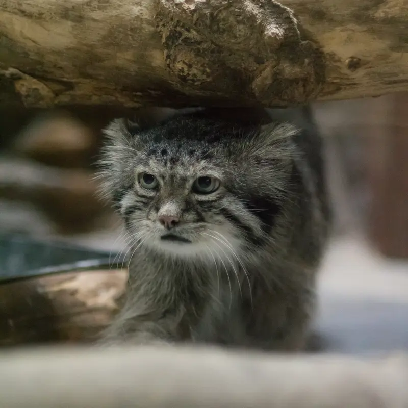A photograph of Klyon in Ueno Zoological Gardens