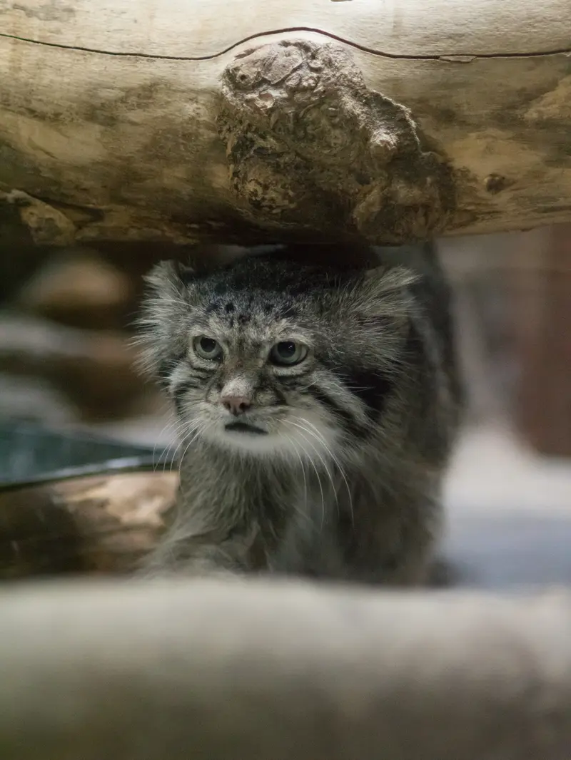A photograph of Klyon in Ueno Zoological Gardens