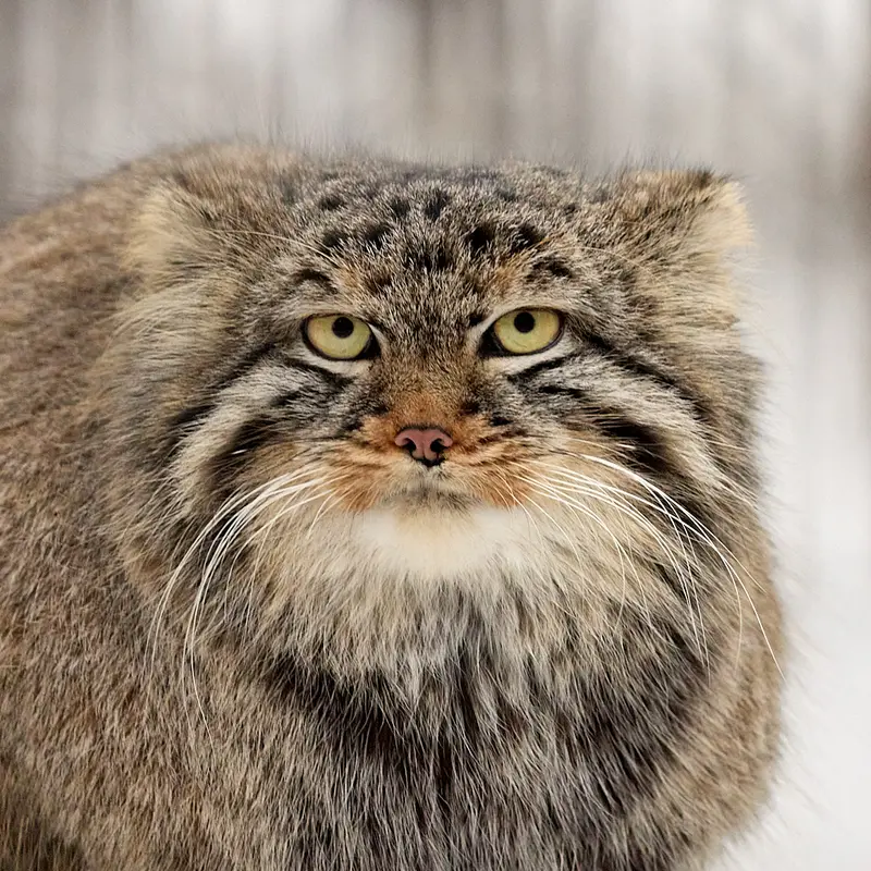 Leon the Pallas's cat from Novosibirsk Zoo
