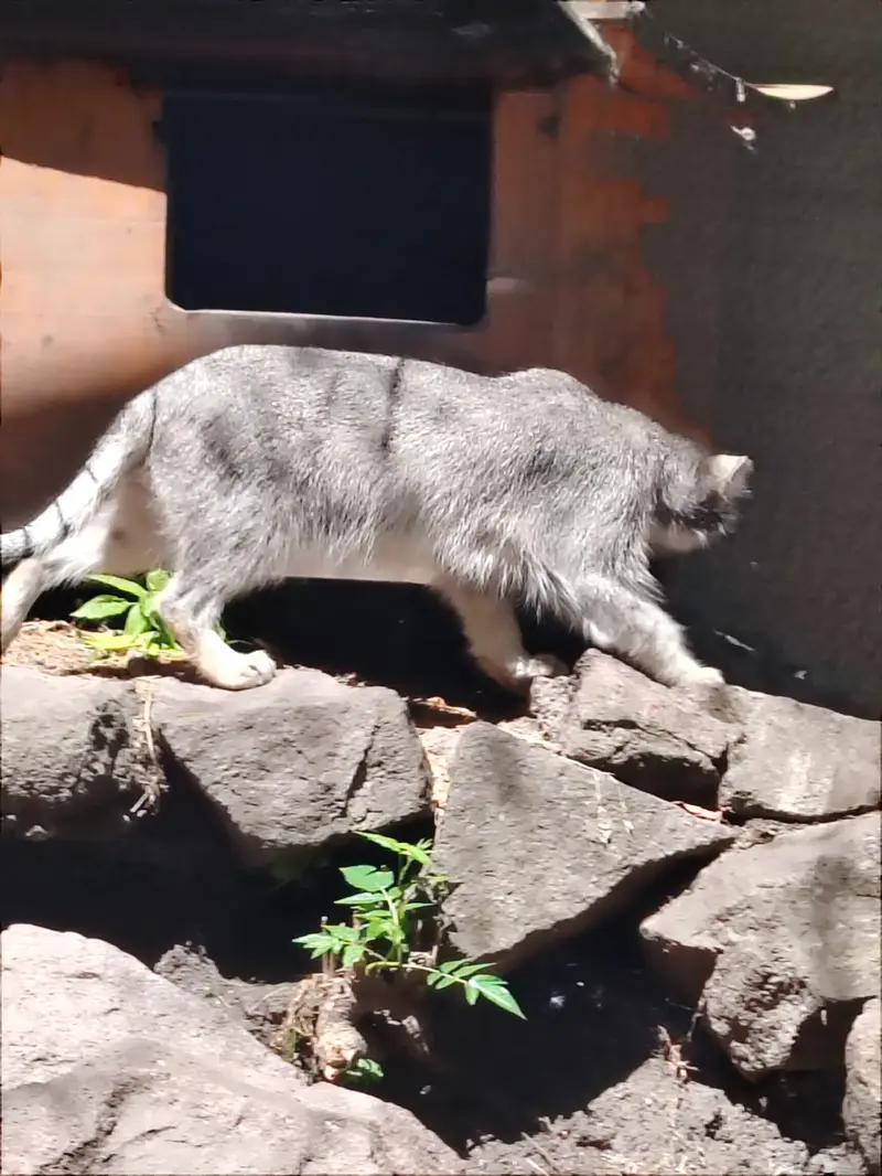 A photograph of Lucy in Budapest Zoo & Botanical Garden