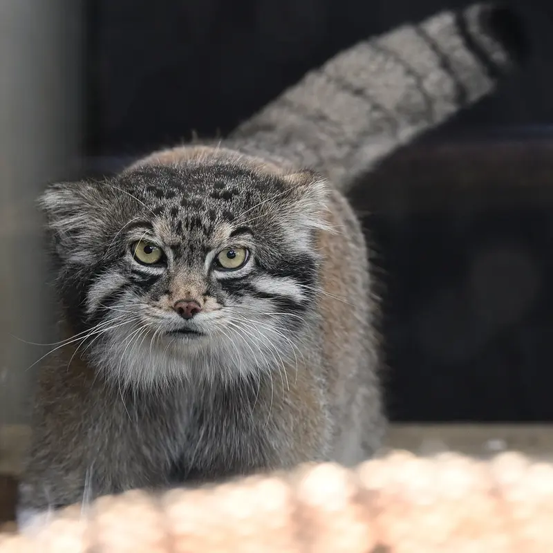 A photograph of Iris in Kobe Oji Zoo