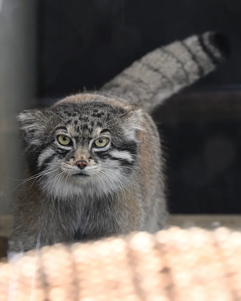 A photograph of Iris in Kobe Oji Zoo