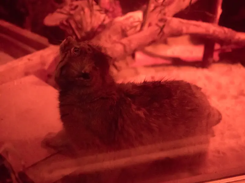 A photograph of Naim in Ueno Zoological Gardens