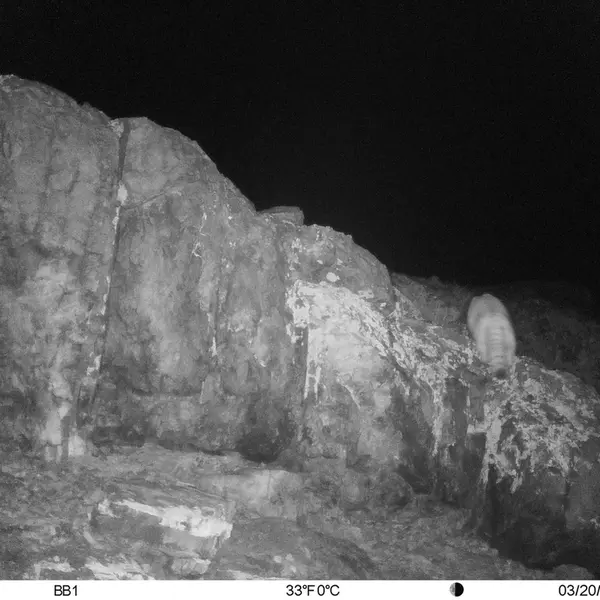 A photograph of Otocolobus manul manul from Aktas-Kunkora [new] camera trap