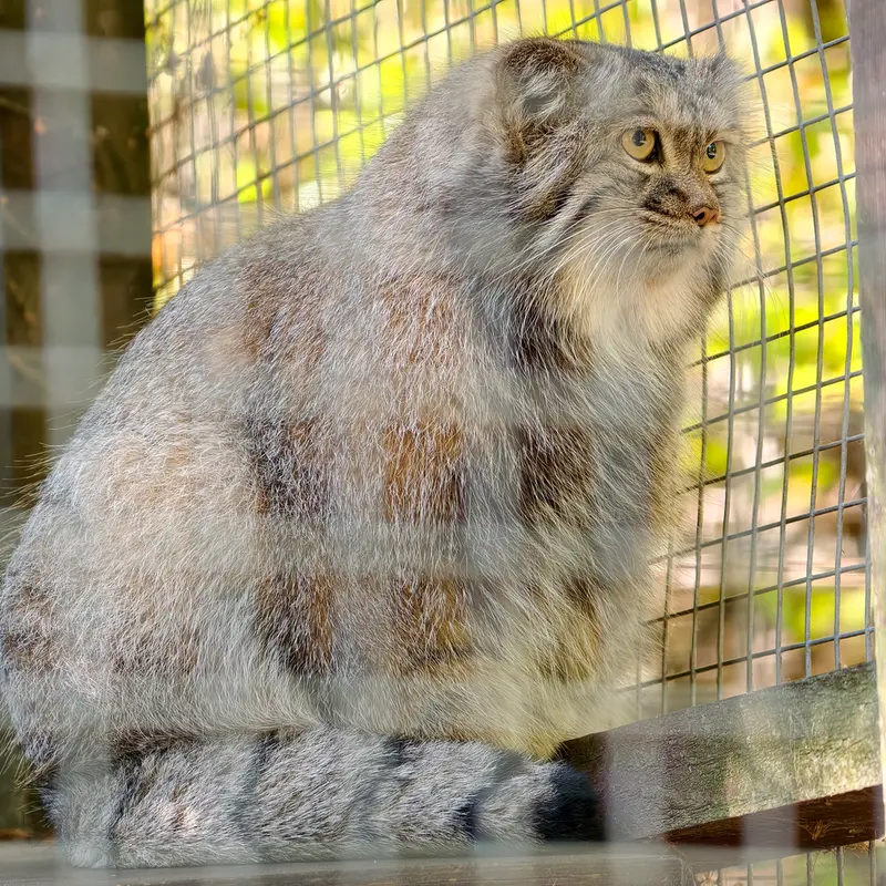 A photograph of Aysen in Košice Zoo