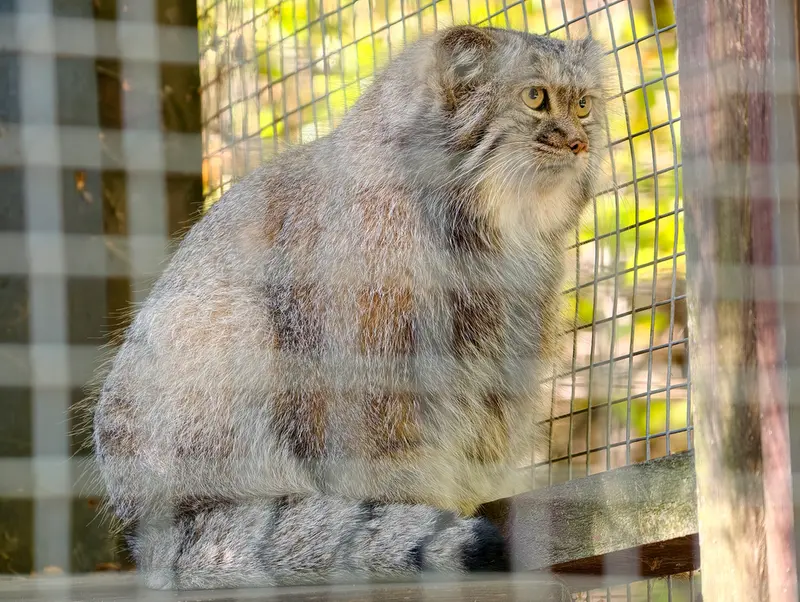 A photograph of Aysen in Košice Zoo