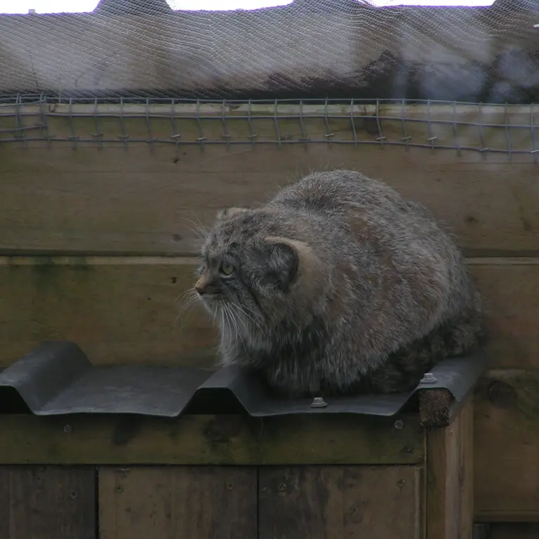 A photograph of Altai in The Lakeland Wildlife Oasis