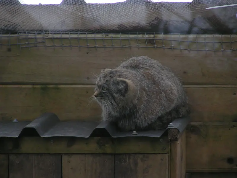 A photograph of Altai in The Lakeland Wildlife Oasis