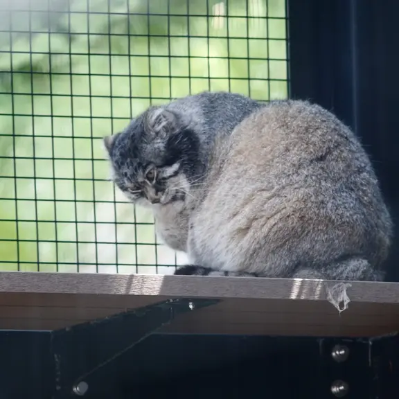 A photograph of a Pallas's cat in Asahiyama Zoo
