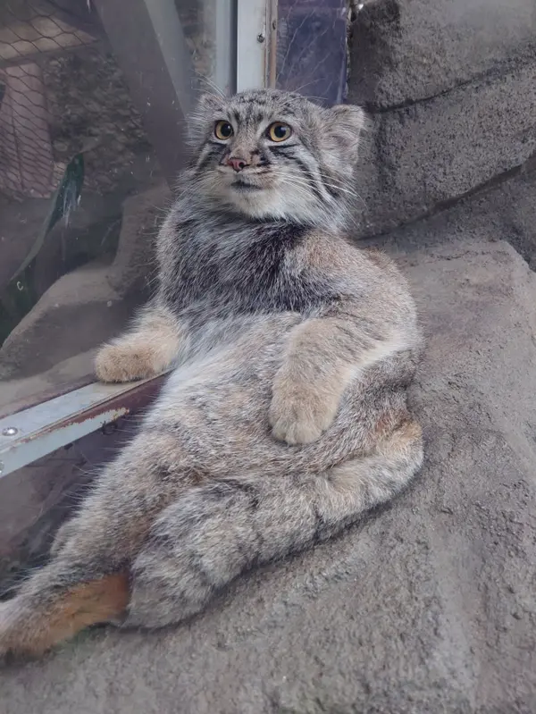 A photograph of Teru in Kobe Animal Kingdom