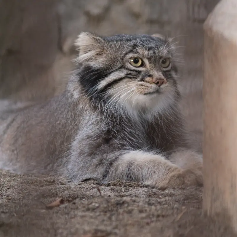 A photograph of Figa in Nogeyama Zoo