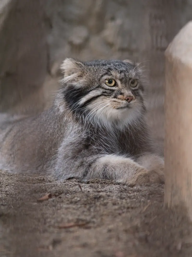A photograph of Figa in Nogeyama Zoo