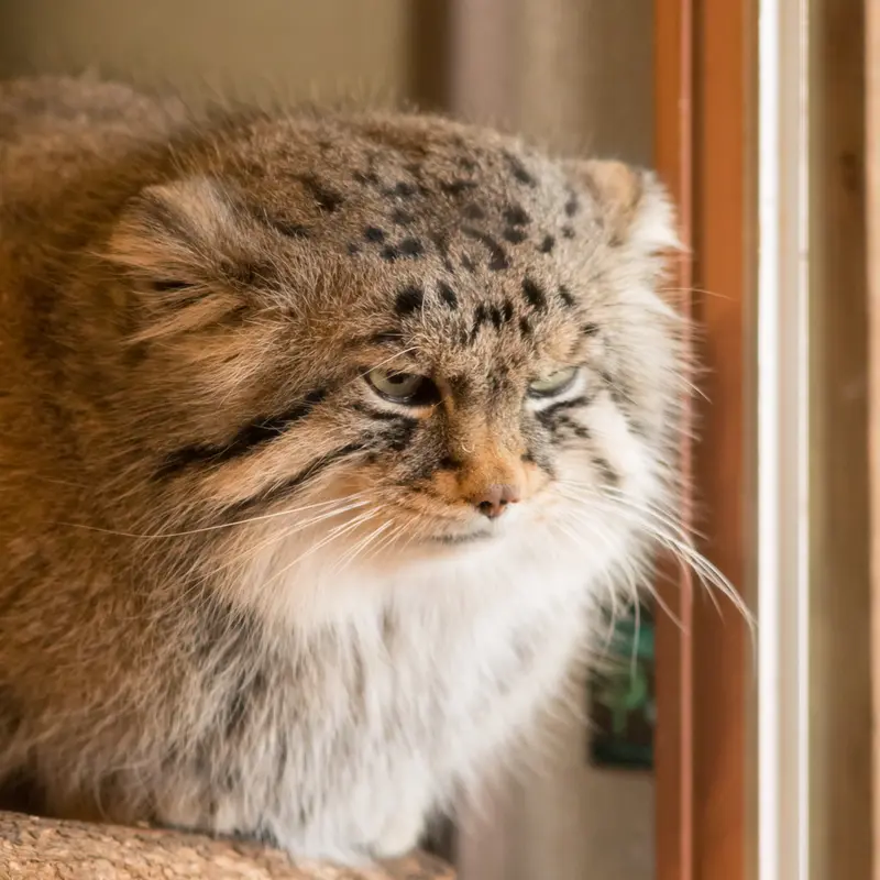 A photograph of Lotos in Saitama Children's Zoo