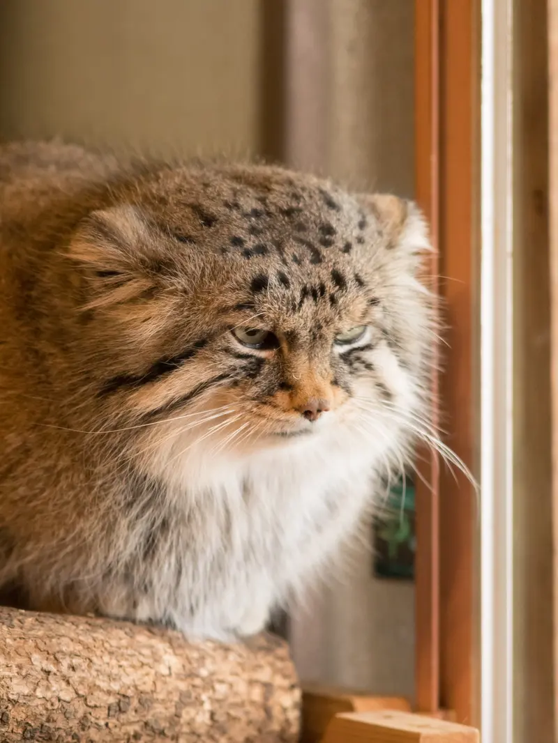A photograph of Lotos in Saitama Children's Zoo