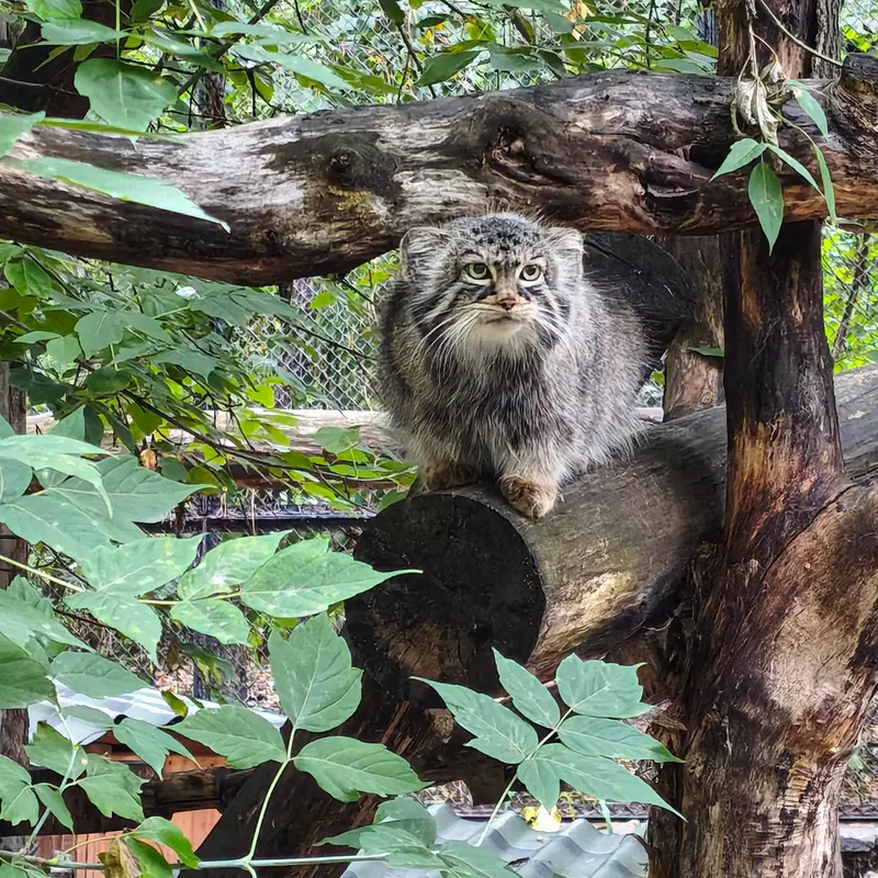 A photograph of Zosya in Novosibirsk Zoo