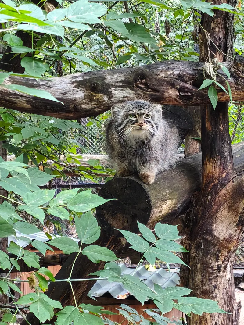 A photograph of Zosya in Novosibirsk Zoo