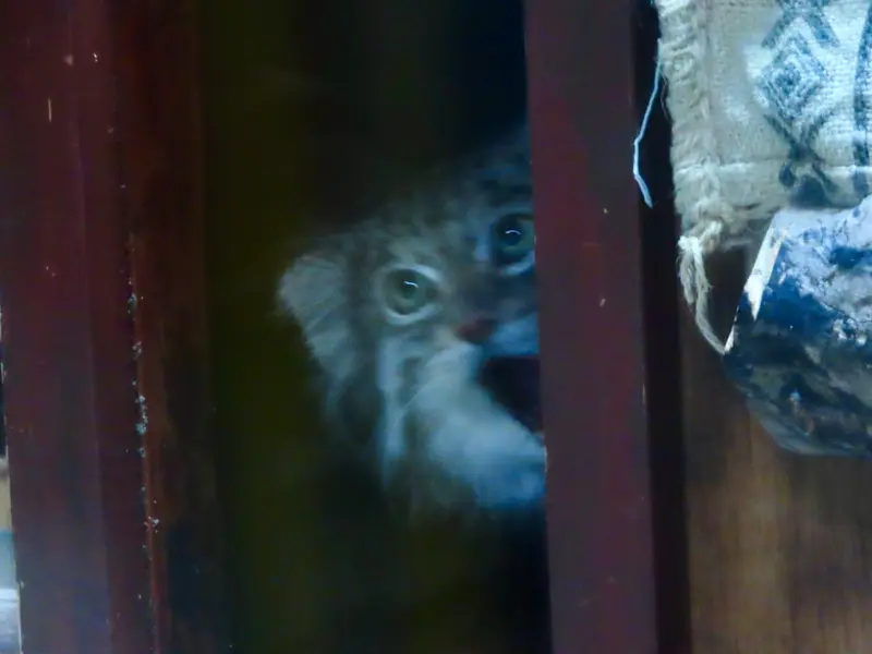A photograph of Klyon in Ueno Zoological Gardens