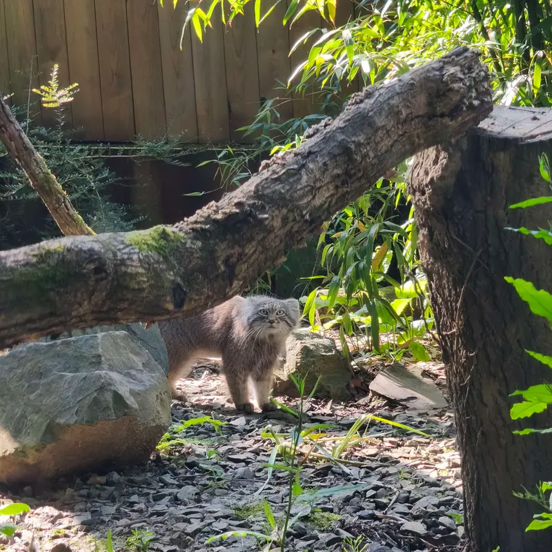 A photograph of Altai in Tregomeur Zoo