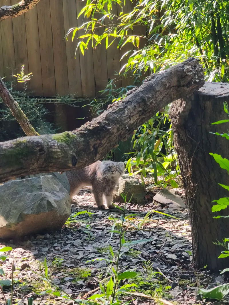 A photograph of Altai in Tregomeur Zoo