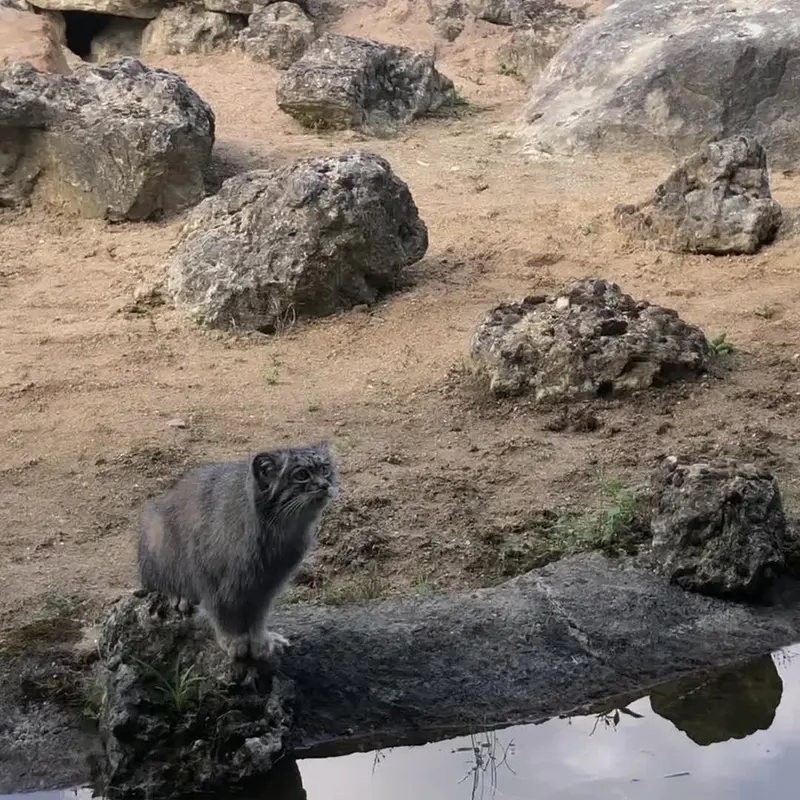 A photograph of a Pallas's cat in Port Lympne Wild Animal Park