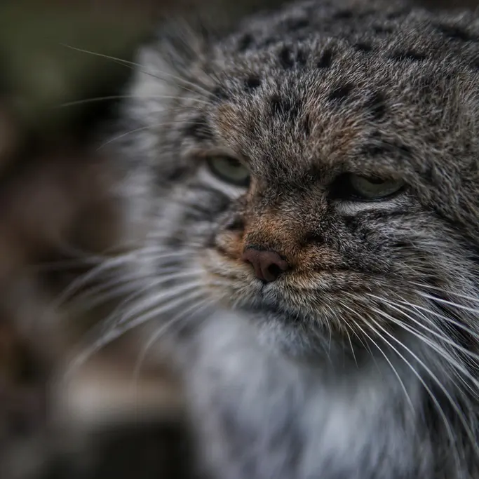 A photograph of Buck in Banham Zoo