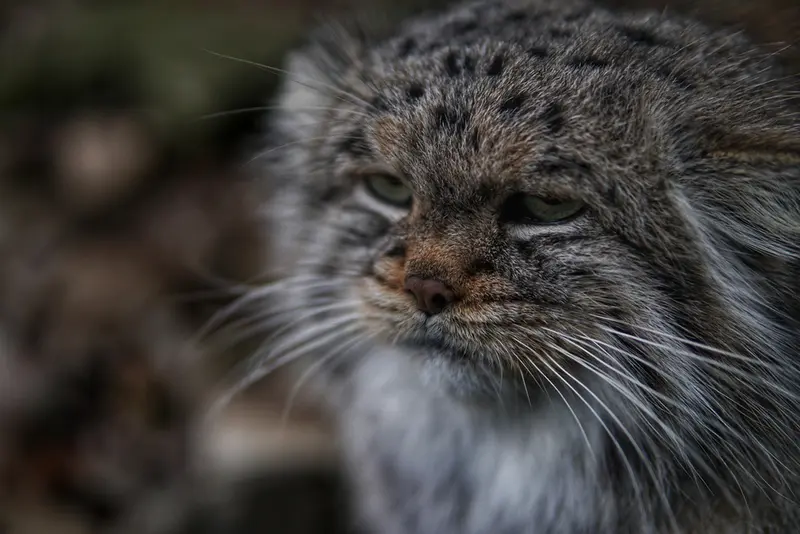 A photograph of Buck in Banham Zoo