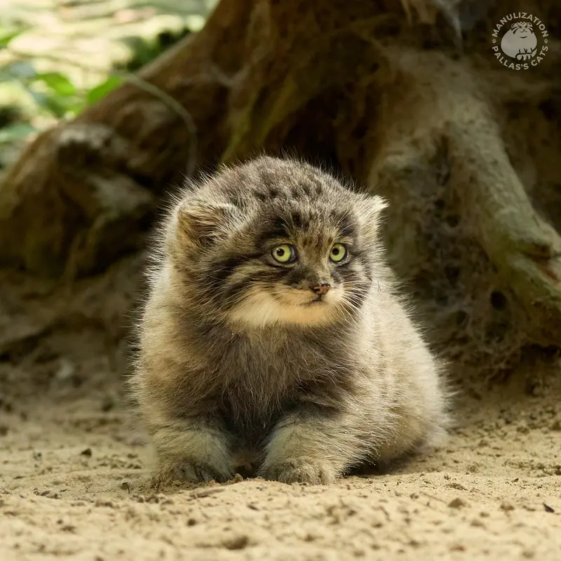 Kitten of Altana b. 2025 Ⅰ the Pallas's cat from Parco Faunistico La Torbiera