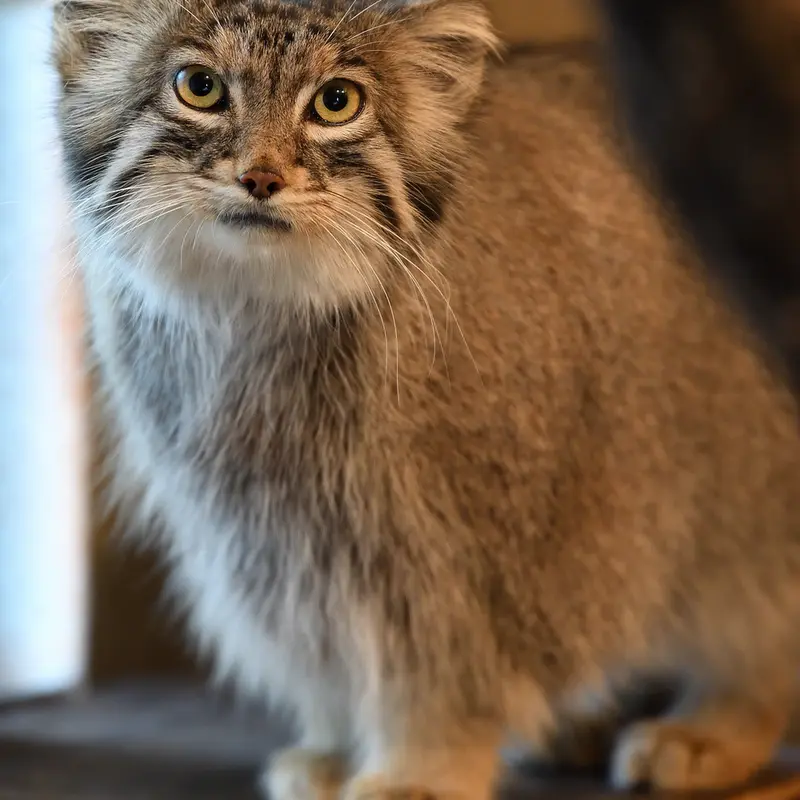 A photograph of Oliva in Saitama Children&#039;s Zoo