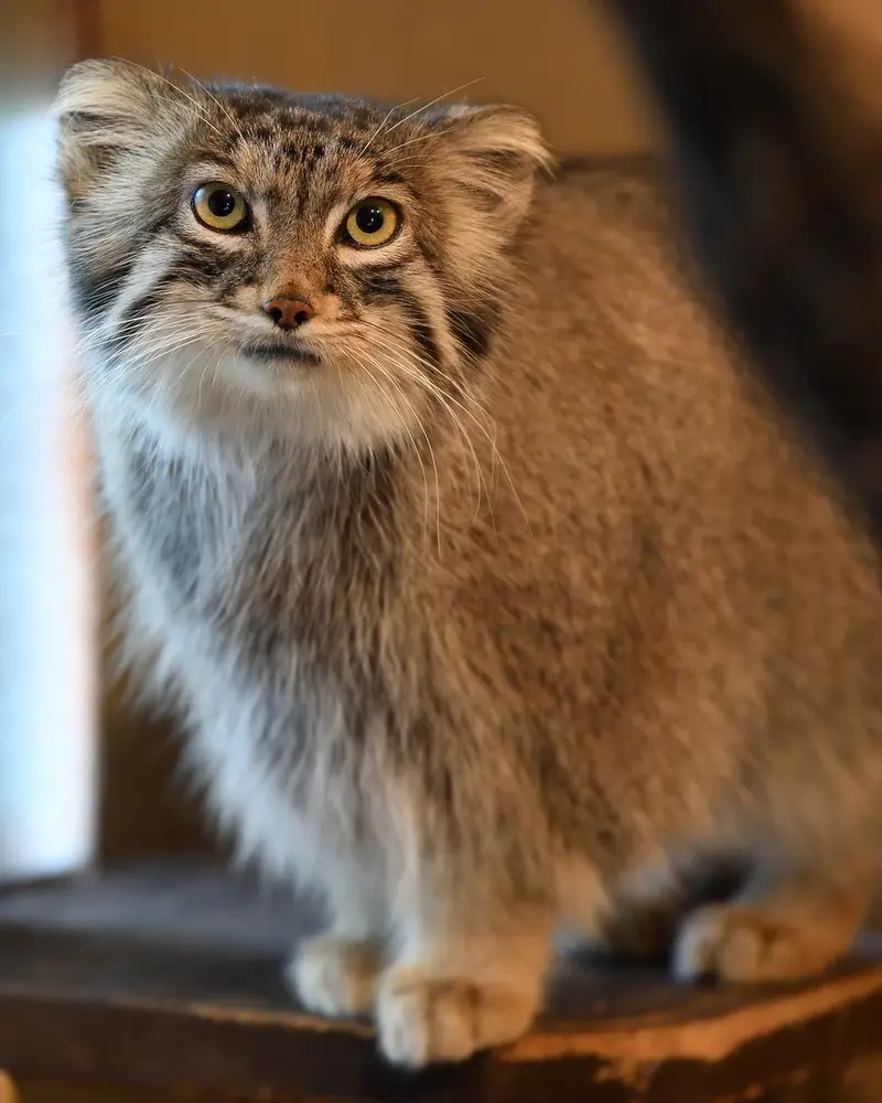 A photograph of Oliva in Saitama Children&#039;s Zoo