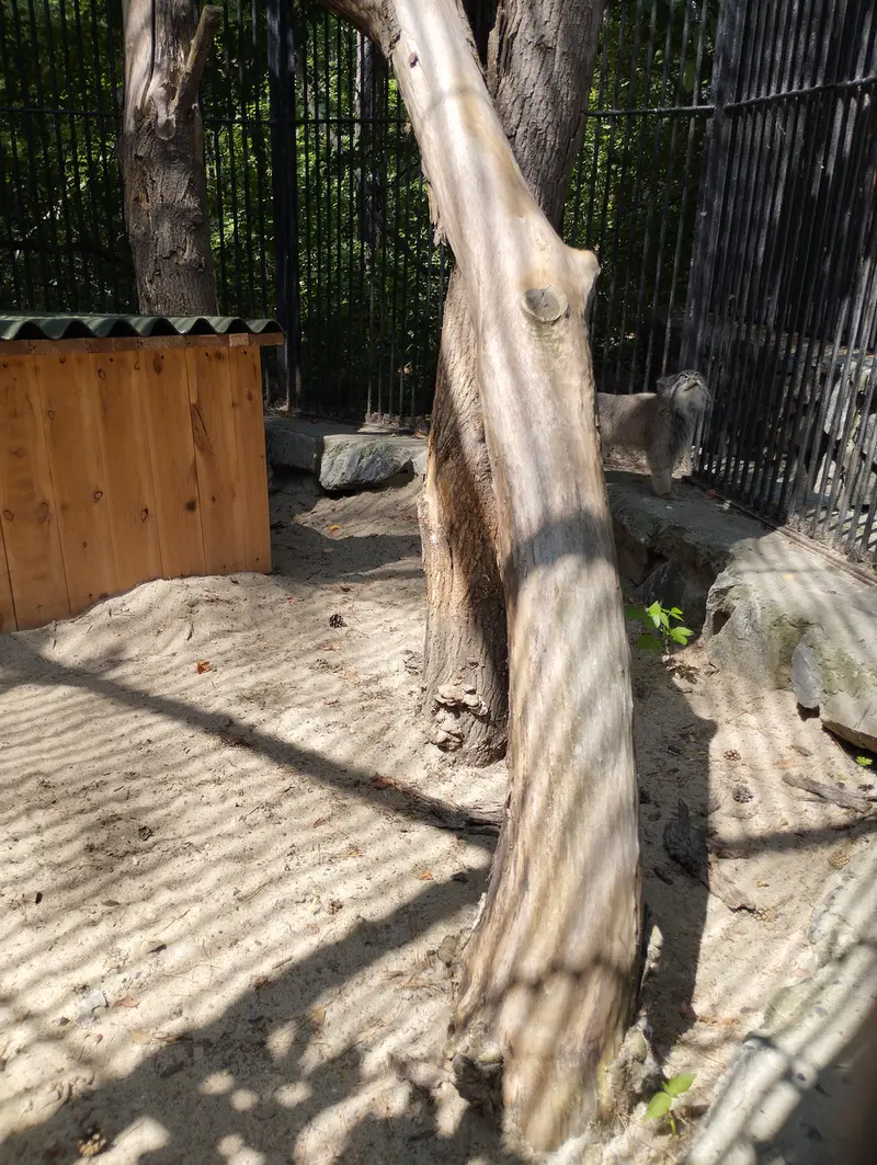 A photograph of a Pallas's cat in Novosibirsk Zoo