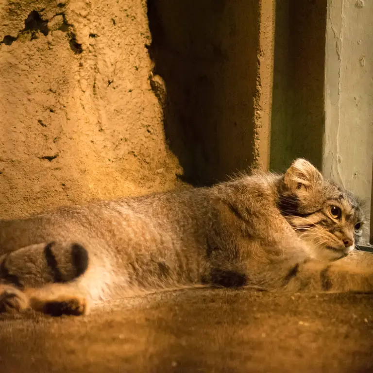 A photograph of Figa in Nogeyama Zoo