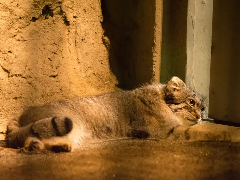 A photograph of Figa in Nogeyama Zoo