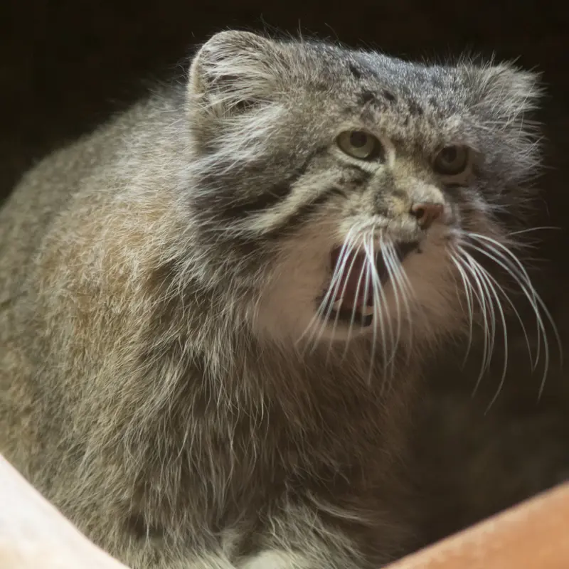 A photograph of Klyon in Ueno Zoological Gardens