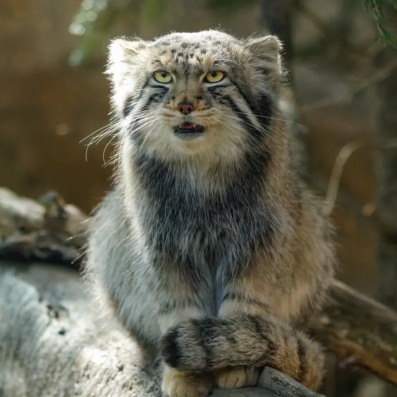 A photograph of Nagomu in Nasu Animal Kingdom