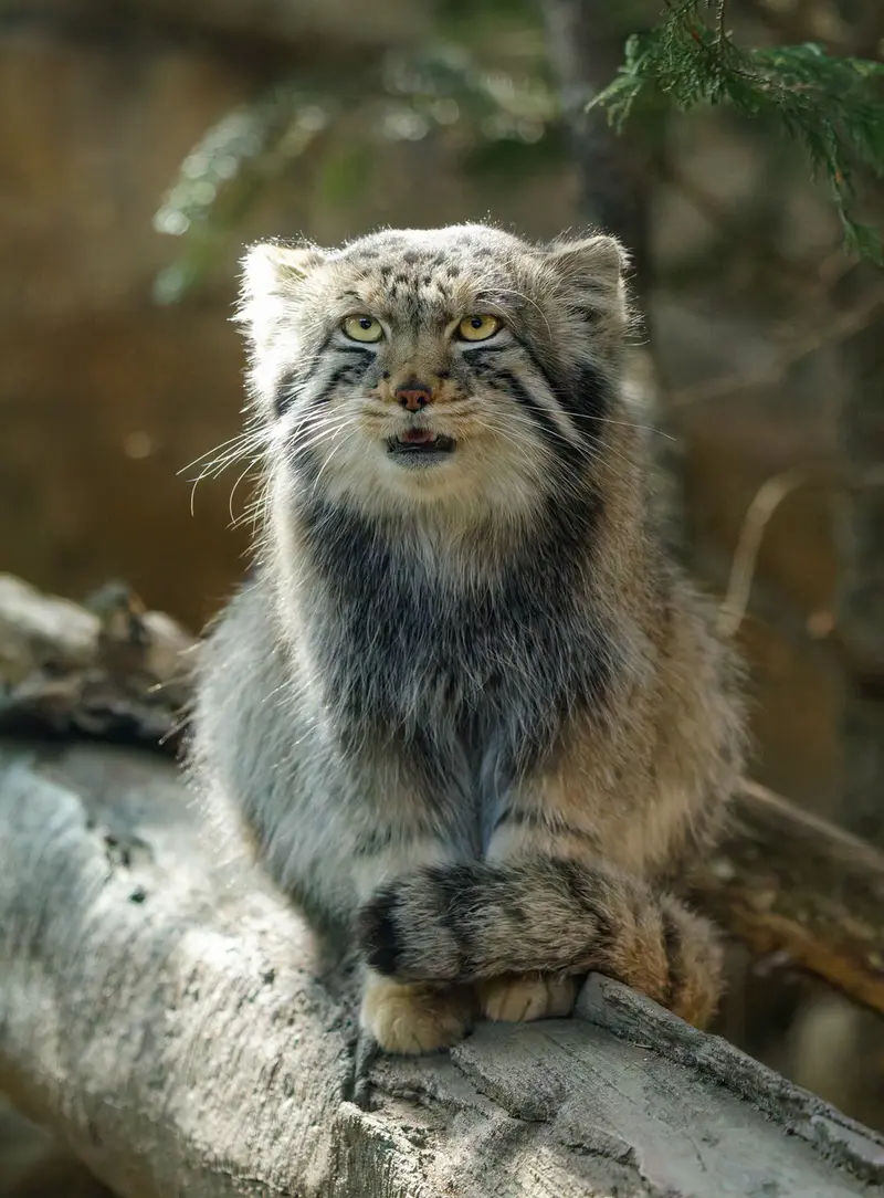 A photograph of Nagomu in Nasu Animal Kingdom