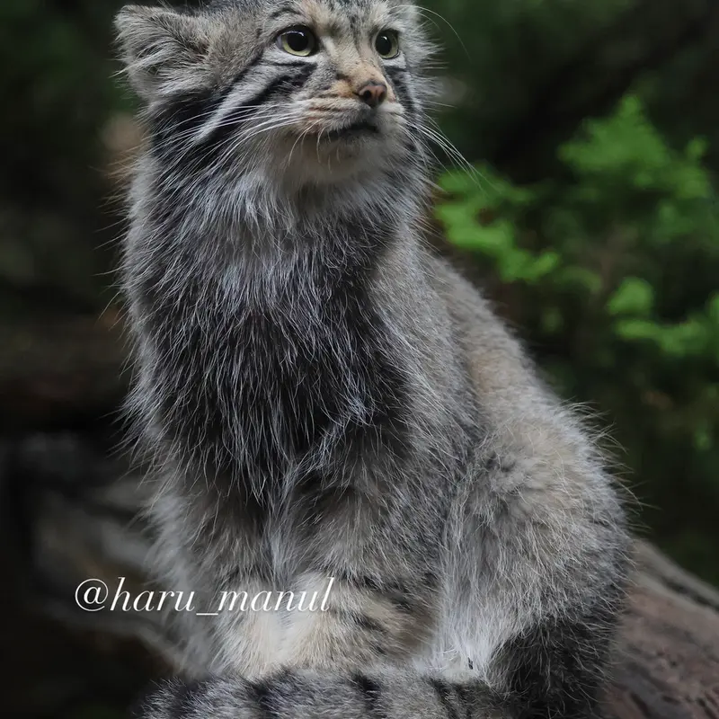 A photograph of Nagomu in Nasu Animal Kingdom