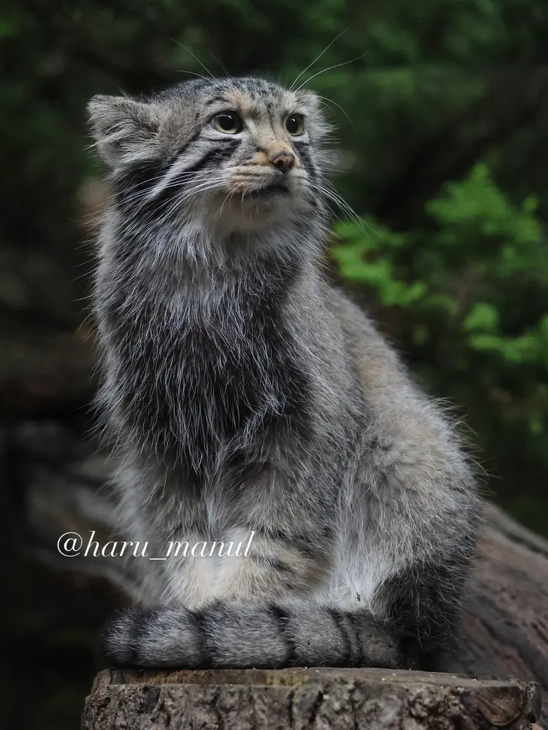 A photograph of Nagomu in Nasu Animal Kingdom
